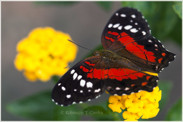 Butterfly - Unequalled nature (1)