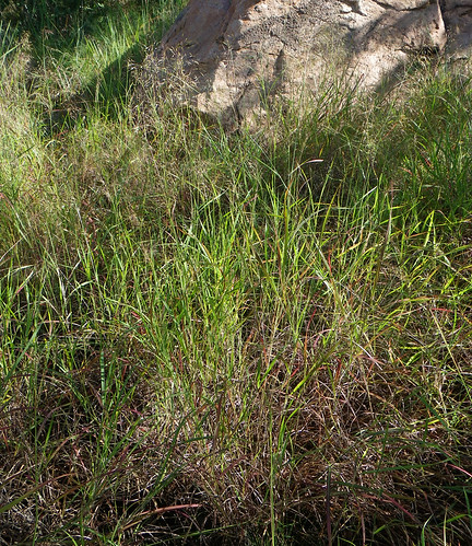 Capillipedium spicigerum, Castle Hill, Townsville, QLD, 14… | Flickr