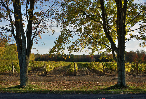 autumn trees leaves landscape vineyard raw agriculture hdr tonemapped