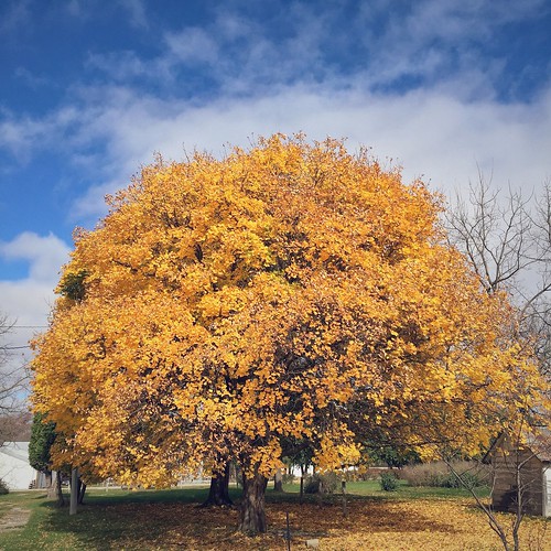 old tree fall nature colors leaves yellow farmhouse square landscape outside outdoors gold golden countryside photo leaf midwest farm country iowa farmland floyd catchy charlescity instagram