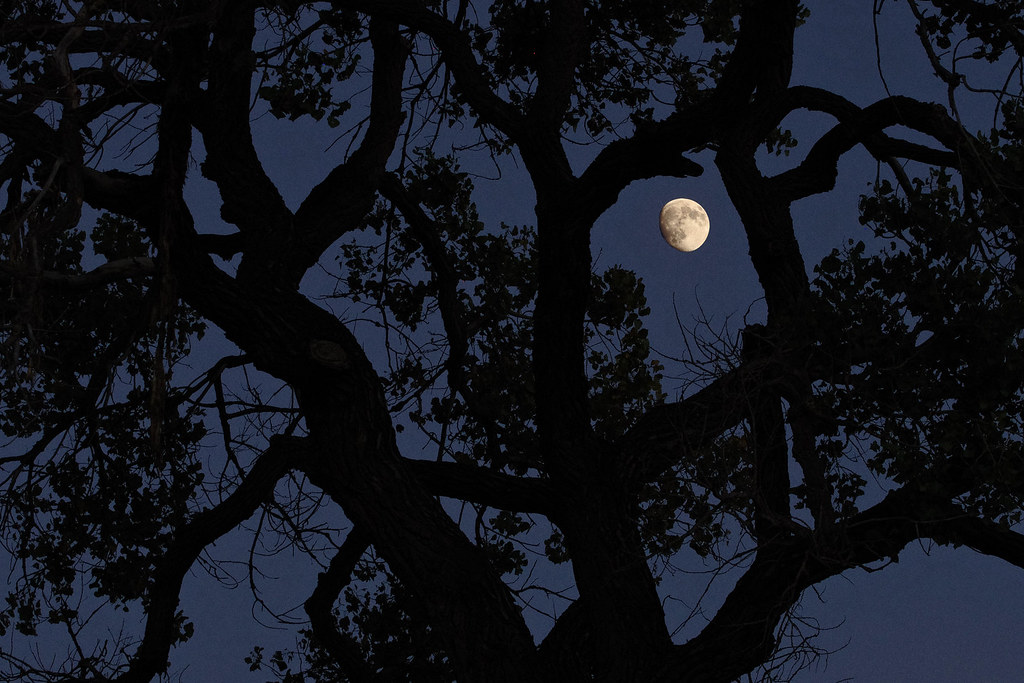 Moon and cottonwood tree. New Mexico.