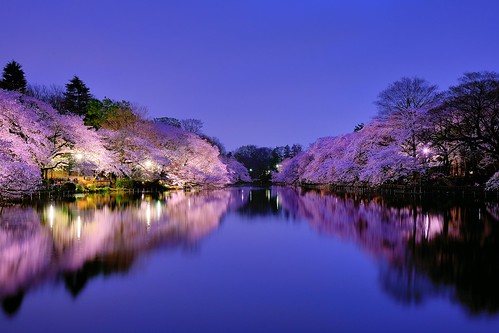 reflection night nikon nightshot 桜 sakura cherryblossoms nightview 夜景 井の頭公園 夜桜 d600 nightimage