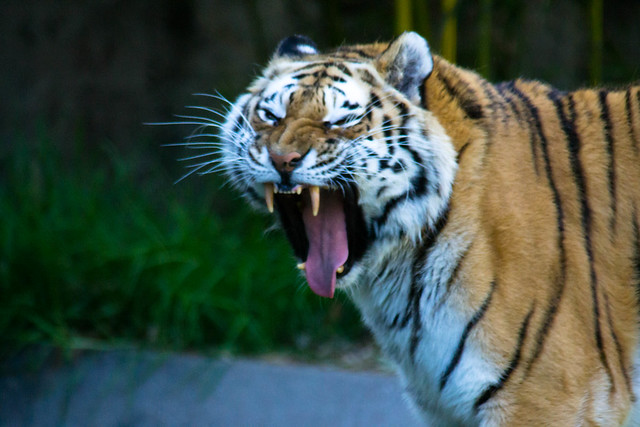 Loud tiger