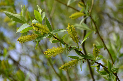 <p><i>Salix lucida lasiandra</i>, Salicaceae<br />
Colony Farm Regional Park, Coquitlam, British Columbia, Canada<br />
Nikon D5100, 18-55 mm f/3.5-5.6<br />
April 14, 2013</p>