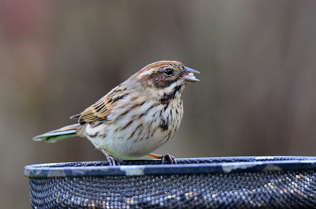 reed-bunting_0061