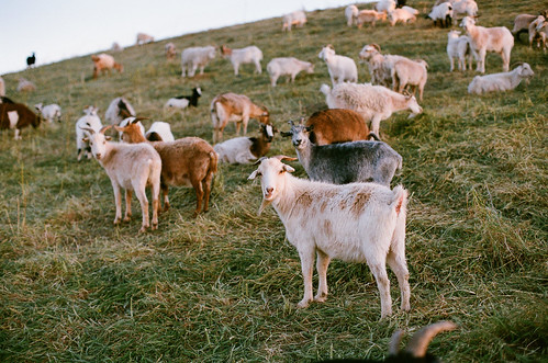 sunset film sunnyvale superia iso400 goat goats fujifilm superia400 bayshore fujisuperia sanfranciscobaytrail canoneoselaniie 50l ef50mmf12lusm sanfranciscobayshore