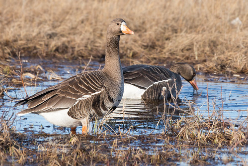 White-fronted Goose | by TundraStruck Studio