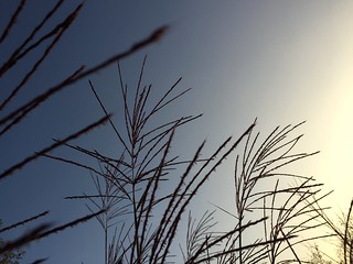 Light & Shadow: grasses I