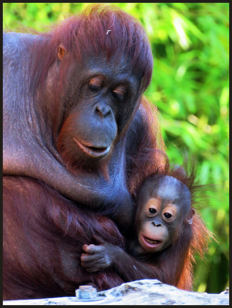 Fonkelnieuw 017198 Orang-oetan with baby C | Apenheul, Apeldoorn The Net… | Flickr PR-88