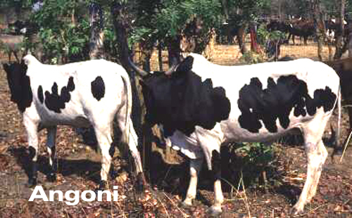Angoni cattle | DAGRIS | Flickr