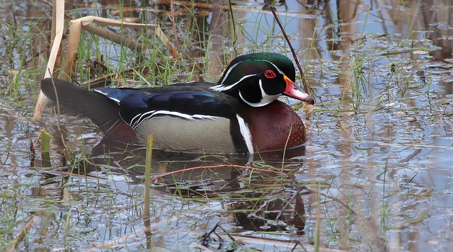 Male Wood Duck at Horn pond