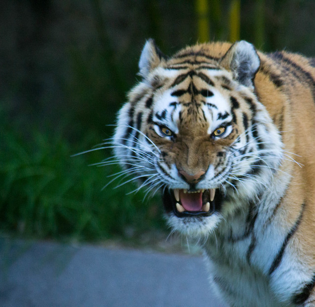 Angry tiger!