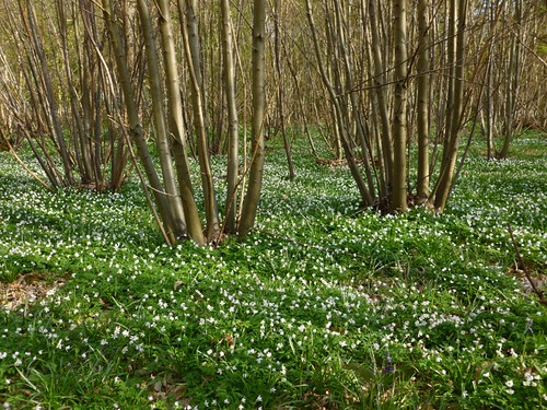 Wood anemones just after Fordwich 