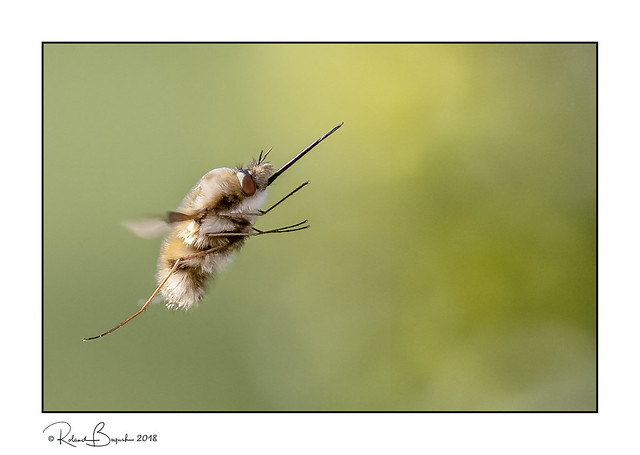 Bee-fly in flight