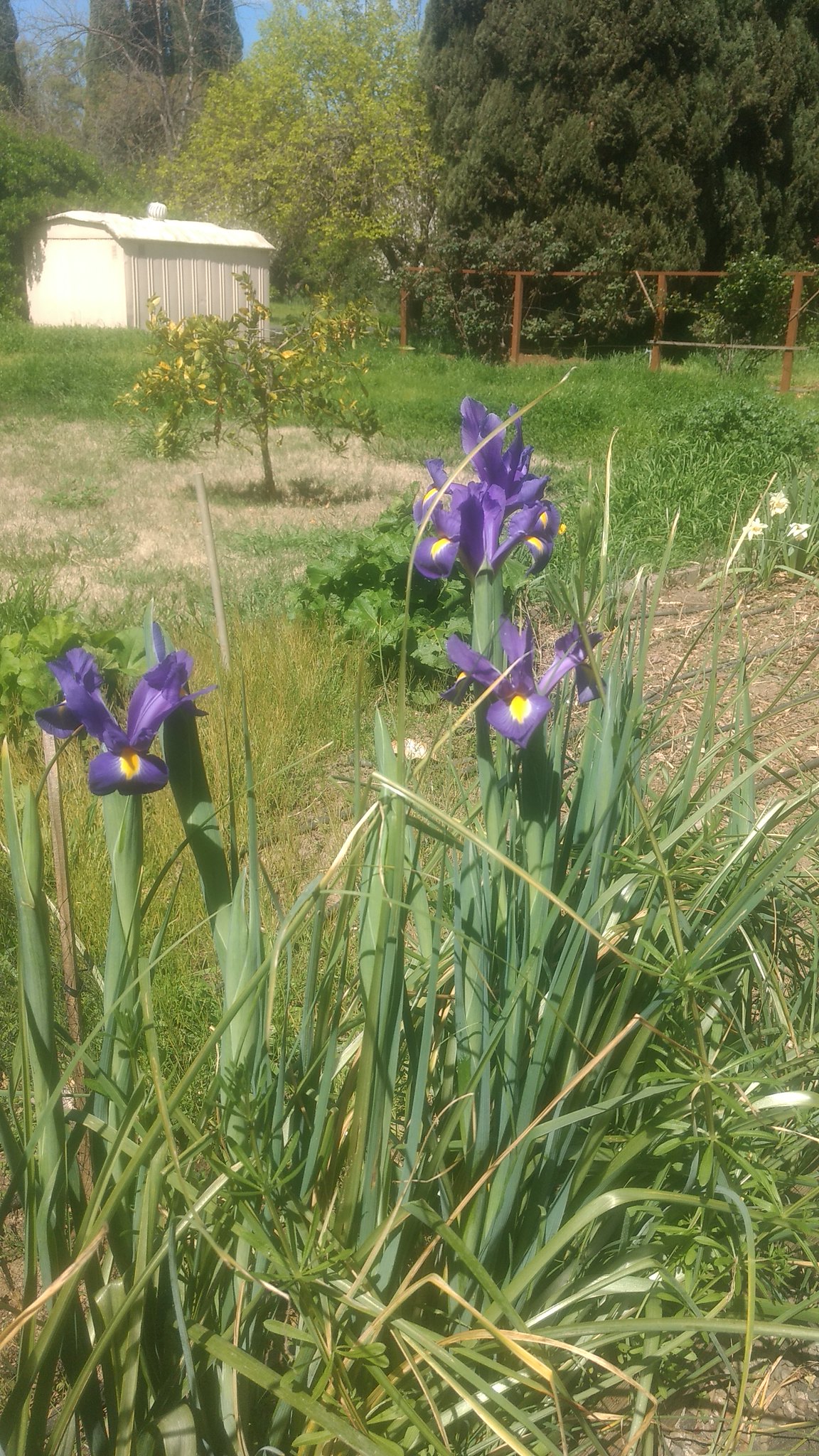 Iris_Purple