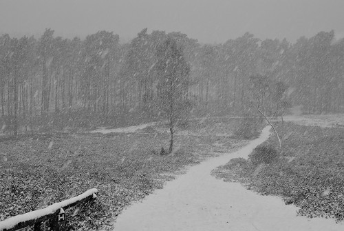 buesenbachtal snow schnee winter trees bäume forest wald landscape blackwhite blackandwhite landschaft monochrome schwarzweiss