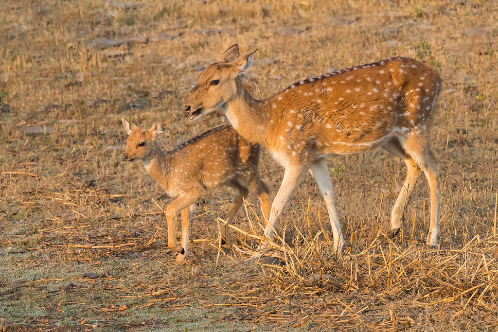 Doe and Fawn Chital | Axis axis | चीतल