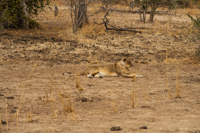 Zambia_LionCamp_23_lion