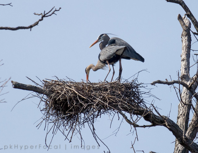 Nesting Herons