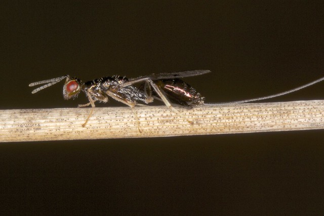 Torymid Wasp