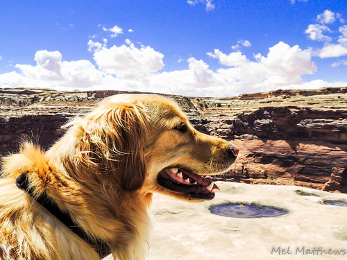 Cliff Dog | by Melzzy M