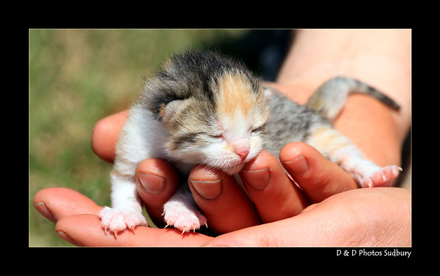 This little kitten was born 2 days ago (Apr 26th)
