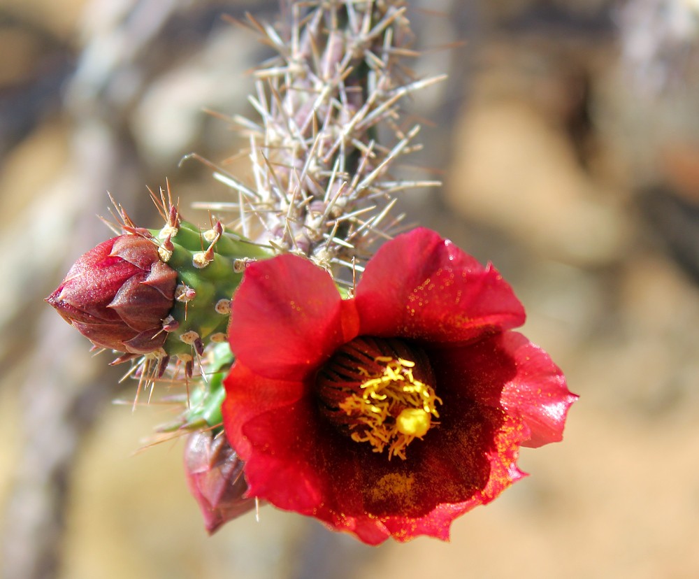 A red Cholla cactus blossom, its yellow pollen awaiting the arrival of bees.