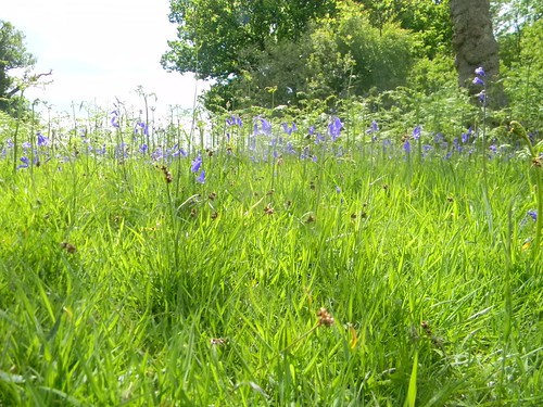 Bluebells in the grass Long Leigh circular Penshurst Place