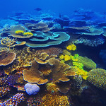 Coral assortment