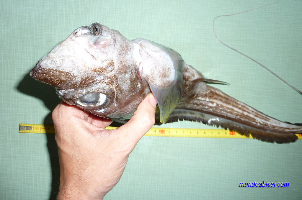 Quimera monstruosa. Chimaera monstrosa deep sea monster ra… | Flickr