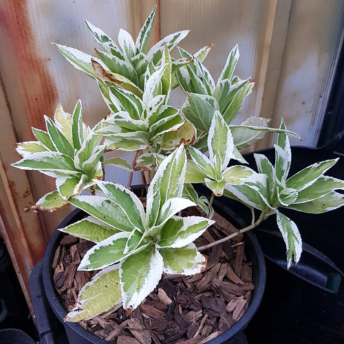 Hydrangea macrophylla 'Tricolor' Potted