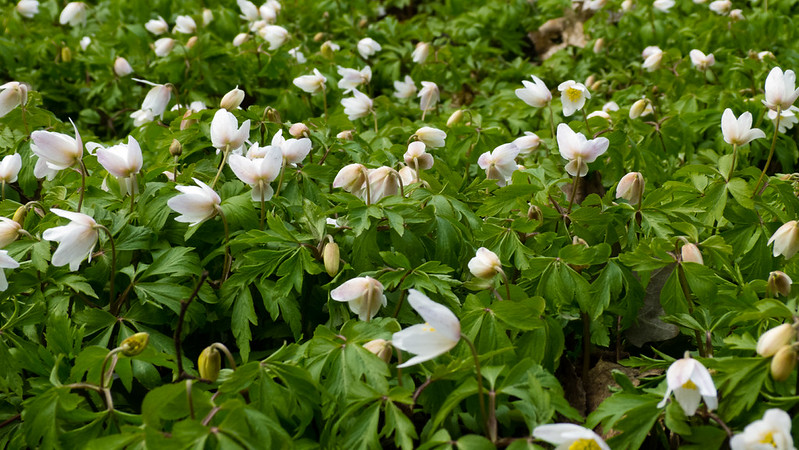 Wood anemone flowers