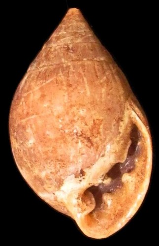 Native Marianas snail shell