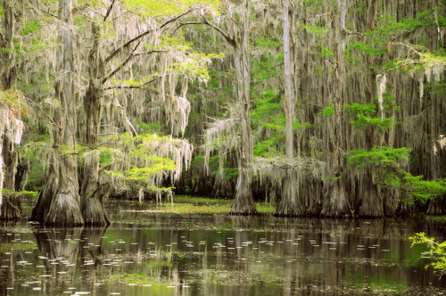 park trees lake forest river moss texas state lodge spanish swamp cypress caddo uncertain moonglow