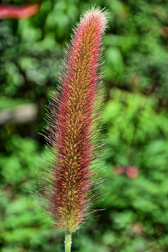 Wind-Pollinated Plant | by chooyutshing