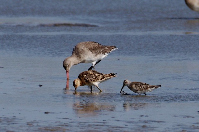 IMGP4785 Black-tailed Godwit, Ruff, Curlew Sandpiper, Cley Marsh, September 2016