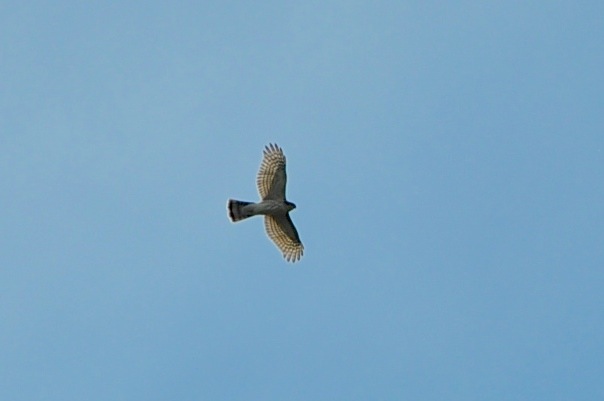 Bird In Flight