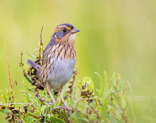 ammodramuscaudacutus bird capemay newjersey saltmarshsparrow fall woodbine unitedstates us