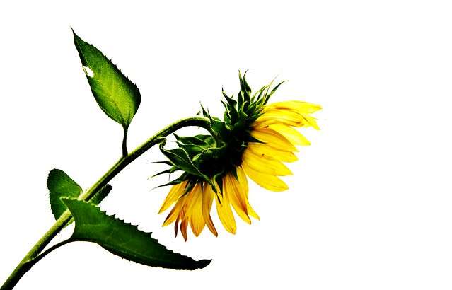sunflower side (2)