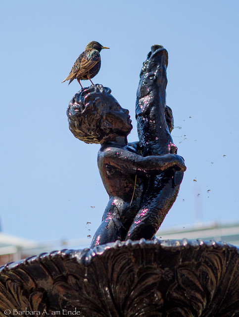 Starling using the most mis-interpreted statue in all of a Washington, DC as a water fountain and bird bath