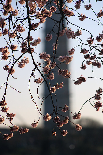 Washington Monument through the cherry blossoms