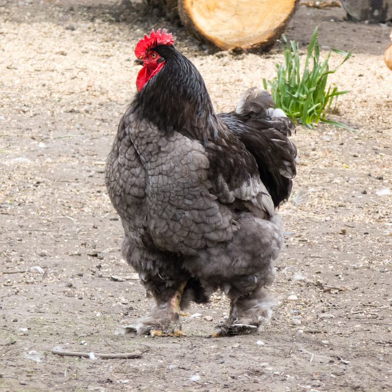 Trousered chicken