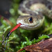 Flickr photo 'Common Garter Snake (Thamnophis sirtalis) - tongue extended' by: DaveHuth.