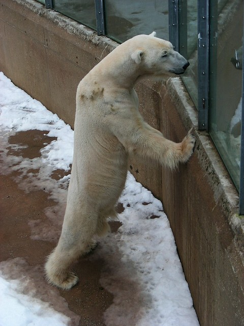Zoo Nuremberg: Polar Bear | Eisbär