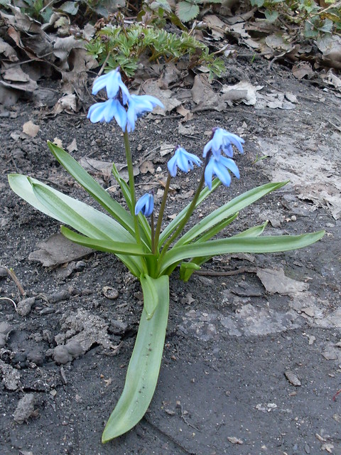 The first flower of Spring