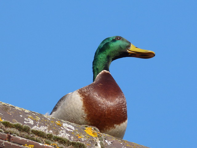 duck on my roof