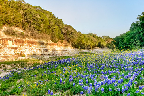 flowers trees sunset usa landscape spring nikon texas country wildflowers bluebonnets springtime blum rockcreek d300 bloomingflowers texasbluebonnets nikond300 rwigginphotos ronniewiggin