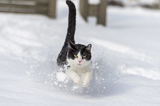 Oskar running in the snow IV | by Tambako the Jaguar