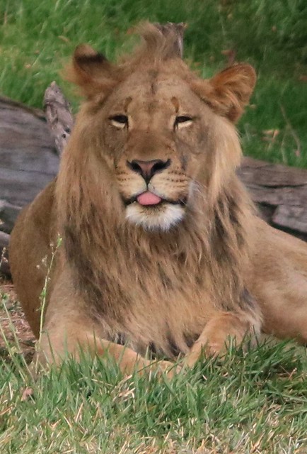 African Lion - Ernest