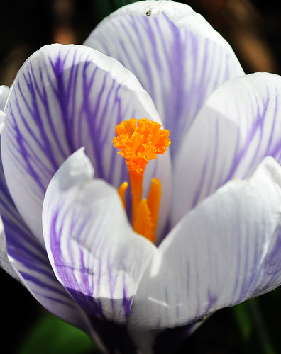 Delicate Beauty | by SchnauzerDebs